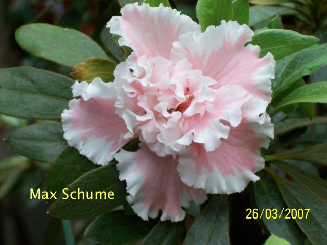 Max Schume